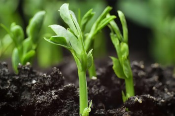 散文丨讓每一粒種子都在“西?！蔽滞涟l(fā)芽生根